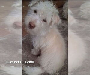 Mutt Dogs for adoption in Ellijay, GA, USA