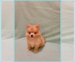 Small #1 Pomeranian