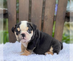 Small Photo #1 Bulldog Puppy For Sale in BETHESDA, MD, USA