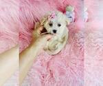 Small #24 Poodle (Toy)