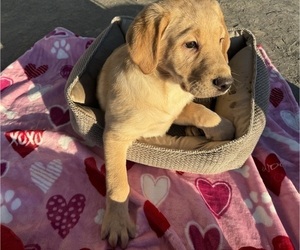 Labrador Retriever Puppy for sale in META, MO, USA