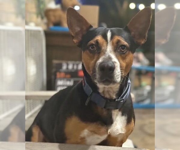 Medium Photo #5 Mutt Puppy For Sale in Boonton, NJ, USA