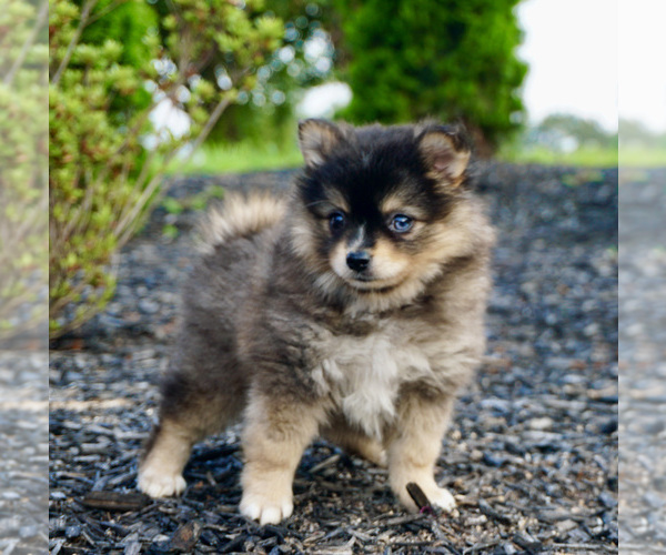 Medium Photo #2 Pomeranian-Pomsky Mix Puppy For Sale in WARSAW, IN, USA