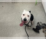 Small Mutt