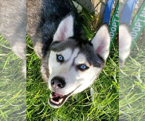 Siberian Husky Dogs for adoption in Matawan, NJ, USA