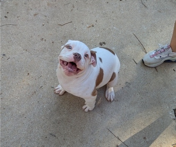Medium Photo #3 Olde English Bulldogge Puppy For Sale in AUSTIN, TX, USA