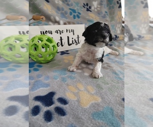 Poodle (Toy) Puppy for sale in WORCESTER, MA, USA