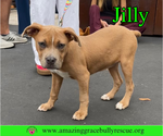 Small #15 American Pit Bull Terrier Mix
