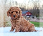 Small Photo #1 Goldendoodle-Poodle (Miniature) Mix Puppy For Sale in NARVON, PA, USA
