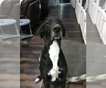Small Photo #1 Great Dane Puppy For Sale in BEND, OR, USA