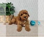 Small Cavapoo