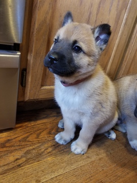 View Ad: Belgian Malinois-Siberian Husky Mix Puppy for Sale near ...