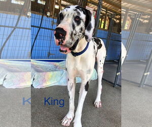 Great Dane Dogs for adoption in Palm Beach, FL, USA