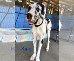 Small Great Dane