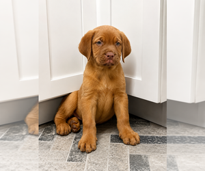 Cane Corso Puppy for sale in MESQUITE, TX, USA