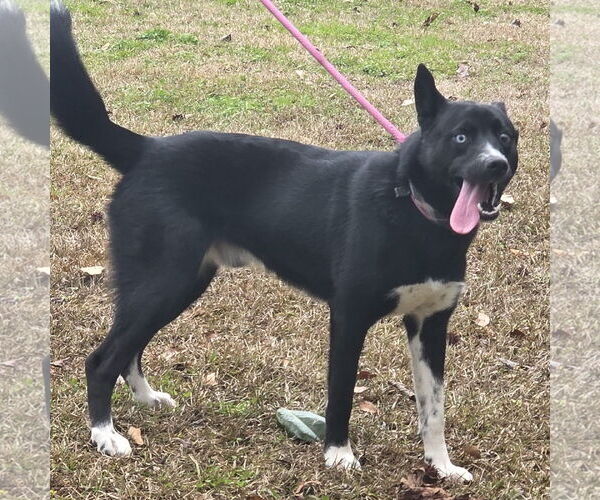 Medium Photo #2 Siberian Husky-Unknown Mix Puppy For Sale in Yardley, PA, USA