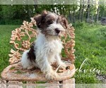 Puppy Flora Schnauzer (Miniature)