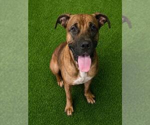 Boxer-Unknown Mix Dogs for adoption in Texas City, TX, USA