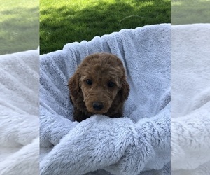 Poodle (Miniature) Puppy for sale in LANCASTER, PA, USA