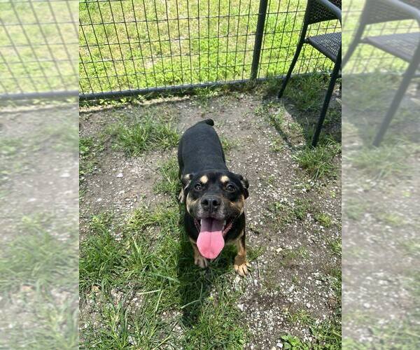 Medium Photo #3 Mutt Puppy For Sale in Abbeville, LA, USA
