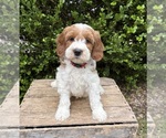 Small #2 Goldendoodle (Miniature)