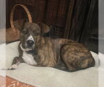 Small #2 Australian Shepherd-Boxer Mix