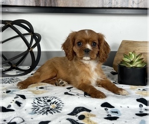Cavalier King Charles Spaniel Puppy for sale in FRANKLIN, IN, USA