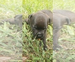 Small Photo #6 Staffordshire Bull Terrier Puppy For Sale in HOUSTON, TX, USA