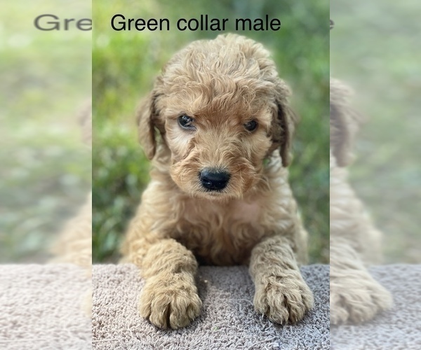 Medium Photo #17 Goldendoodle Puppy For Sale in CROTON, MI, USA