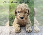 Small Photo #17 Goldendoodle Puppy For Sale in CROTON, MI, USA