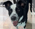 Small #5 Border Collie Mix