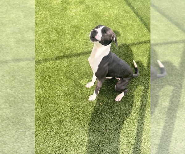 Medium Photo #1 Mutt Puppy For Sale in Hilton Head, SC, USA