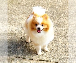 Pomeranian Puppy for sale in DAWSONVILLE, GA, USA