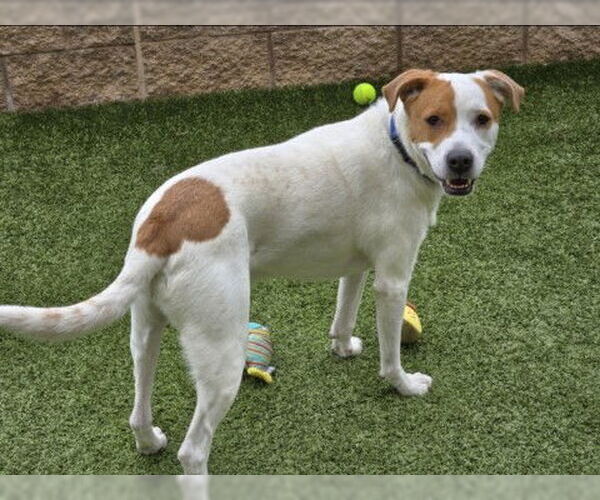 Medium Photo #2 Beagle-Unknown Mix Puppy For Sale in Derwood, MD, USA