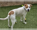 Small #1 Beagle Mix