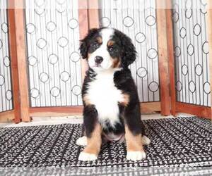 Bernese Mountain Dog Puppy for sale in NAPLES, FL, USA