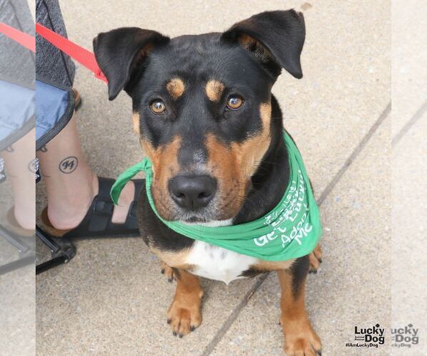 Medium Photo #3 Mutt Puppy For Sale in Washington, DC, USA