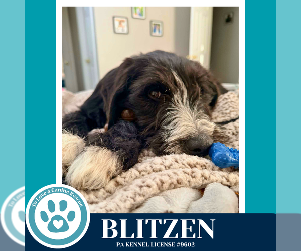 Medium Photo #2 Labrenees Puppy For Sale in Kimberton, PA, USA