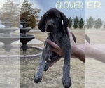 Small Photo #14 German Shorthaired Pointer Puppy For Sale in PLAINVIEW, TX, USA