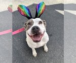 Small #3 American Pit Bull Terrier Mix