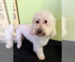 Small #4 Maltese Mix