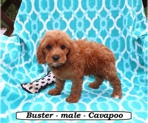 Cavapoo Puppy for sale in CLARKRANGE, TN, USA