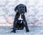 Small #2 Great Dane