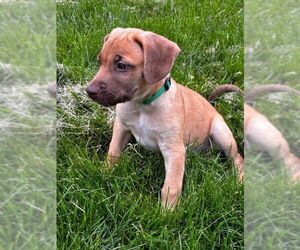 Labmaraner Dogs for adoption in Mechanicsburg, PA, USA