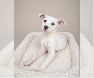 Labrador Retriever-Unknown Mix Dogs for adoption in Oakhurst, NJ, USA
