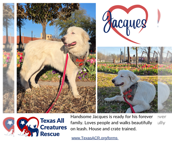 Medium Photo #1 Great Pyrenees-Unknown Mix Puppy For Sale in Lillian, TX, USA