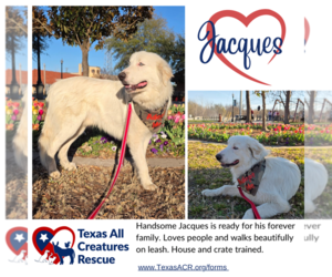 Great Pyrenees-Unknown Mix Dogs for adoption in Lillian, TX, USA