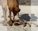 Small Photo #81 Rhodesian Ridgeback Puppy For Sale in MORONGO VALLEY, CA, USA