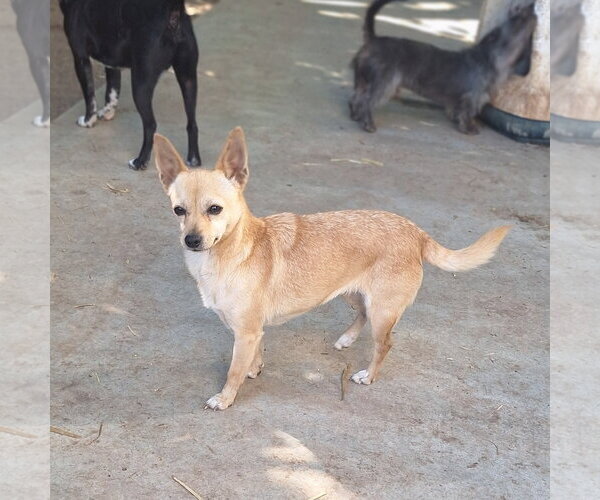 Medium Photo #3 Chihuahua-Unknown Mix Puppy For Sale in Chico, CA, USA