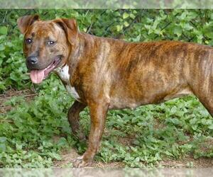 American Staffordshire Terrier Dogs for adoption in Tallahassee, FL, USA